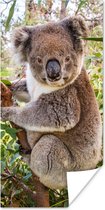 Poster Koala - Boom - Bladeren - Kinderen - Jongens - Meiden - 75x150 cm