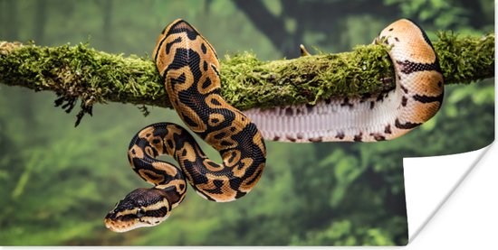 Affiche Serpent - Branche - Forêt Tropicale - 80x40 cm