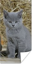 Poster Twee Britse korthaar kittens met op de achtergrond hooi - 40x80 cm