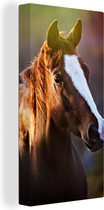Tableau sur toile Portrait d'un cheval marron au soleil - 20x40 cm - Décoration murale
