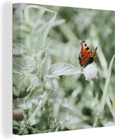 Papillon paon aux orties 90x90 cm - Tirage photo sur toile (Décoration murale salon / chambre)