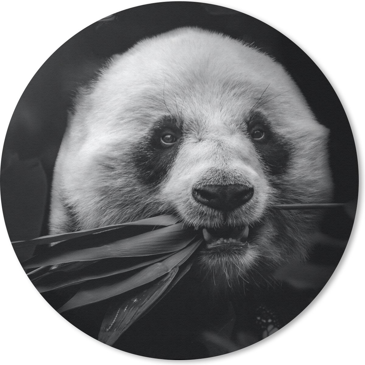 Muismat rond 20x20 cm - Mousepad Dieren - Panda - Jungle - Zwart - Wit - Ronde muismatten