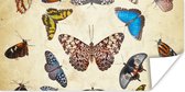 Poster Botanische print vlinders - 120x60 cm