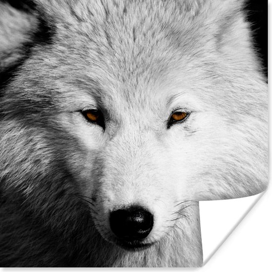 Poster Dichtbij weergeven wolf in zwart-wit - 30x30 cm