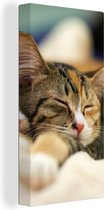 Schilderij kat - Twee katten - Kittens - Slapen - Kleed - Close up - Canvas kat - Katten schilderij - Wanddecoratie - 40x80 cm