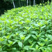 50 x Mentha spicata 'Maroccan' - Marokkaanse Munt in 9x9cm pot met hoogte 5-10cm