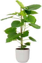 Kamerplant van Botanicly – Ficus Umbellata in witte ELHO plastic pot als set – Hoogte: 95 cm