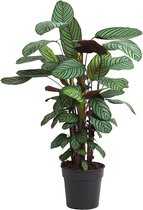Kamerplant van Botanicly – Marantaceae – Hoogte: 125 cm – Calathea oppenheimiana