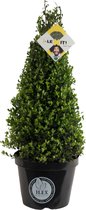 Ilex crenata 'Dark Green' - Japanse hulst - Piramidevorm - Planthoogte: 60 cm - Pot Ø 26 cm (7,5 liter)