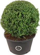 Ilex crenata 'Dark Green' - Japanse hulst - Bolvorm Ø 70 cm - Pot Ø 54 cm (65 liter)