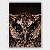 Artistic Lab Poster - Owl - 50 X 40 Cm - Multicolor
