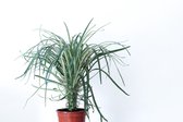 Ikhebeencactus Pachypodium Geayi Palm groot in 13 cm pot