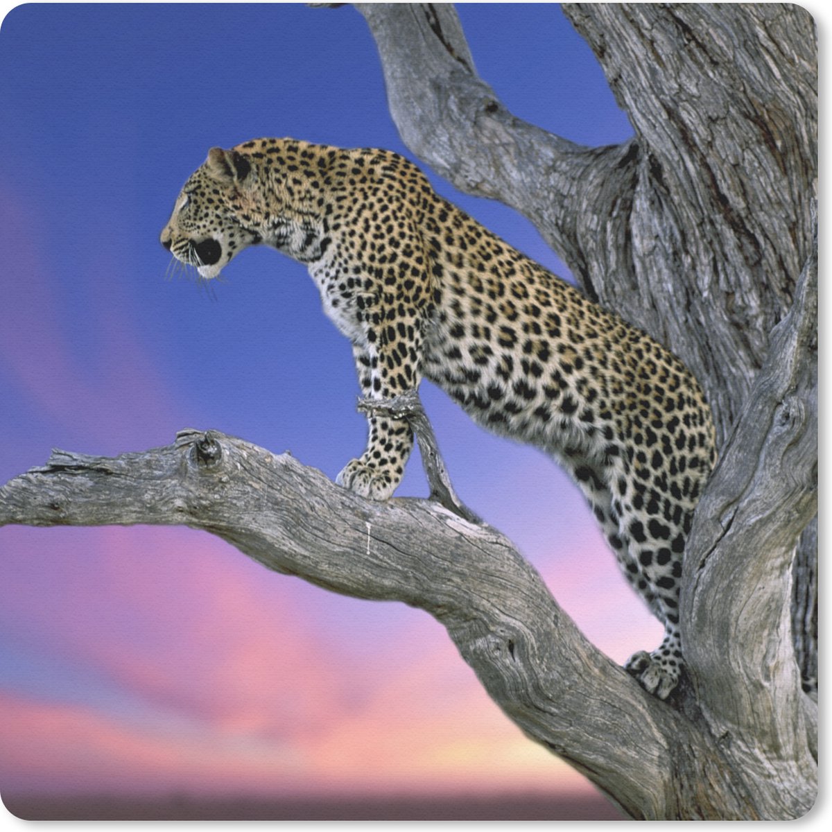 Muismat 20x20 cm - Mousepad Luipaard - Boom - Tak - Muismatten