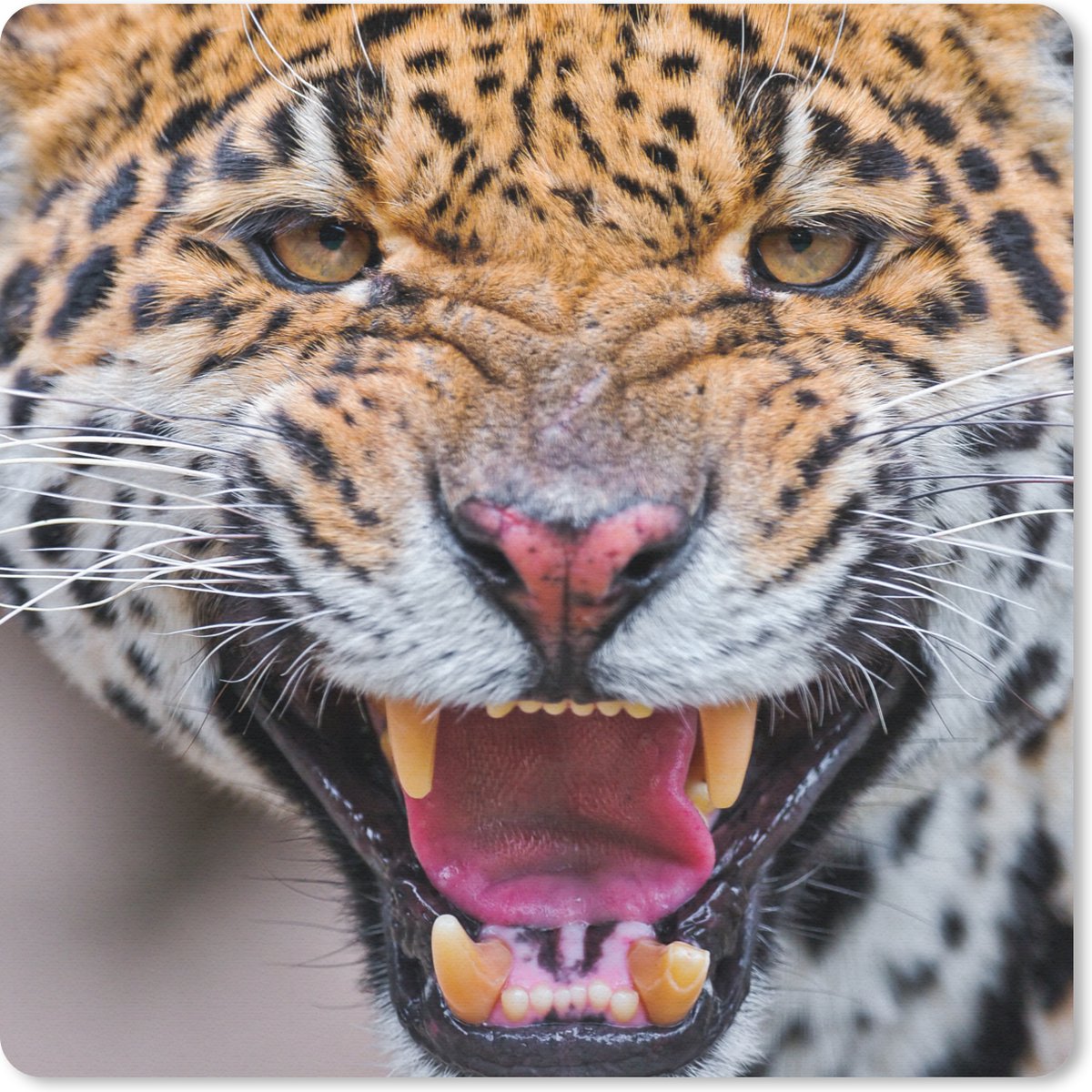Muismat 30x30 cm - Mousepad Jaguar - Macro - Dier - Muismatten