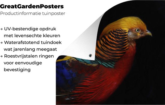 Affiche de jardin Faisan doré sur fond noir Toile en vrac 100x100 cm - Toile de jardin / Toile d'extérieur / Peintures d'extérieur (décoration de jardin)