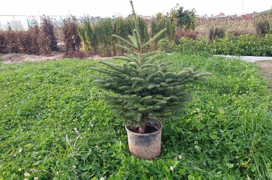 Echte Nordmann kerstboom 80/100 cm in pot gekweekt
