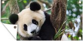 Schuttingposter Panda - Dieren - Jungle - Natuur - 200x100 cm - Tuindoek