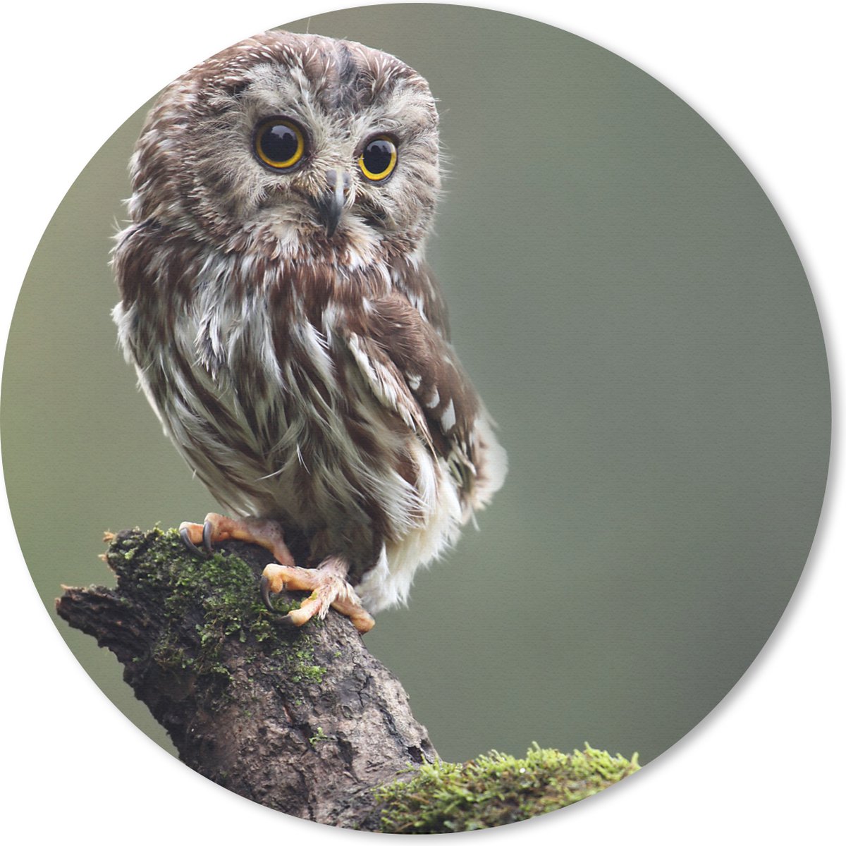 Muismat rond 40x40 cm - Mousepad Close-up van kleine uil - Ronde muismatten