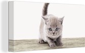 Canvasdoek kinderen - Schilderij voor kinderen - Kids - Kitten - Huisdieren - Kat - Canvas schilderij dieren - Muurdecoratie - 80x40 cm