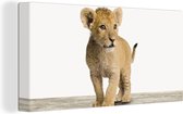 Canvas schilderij dieren - Kinderkamer decoratie - Leeuw - Welp - Jonge dieren - Dier - Schilderij voor kinderen - Canvas doek kids - 40x20 cm