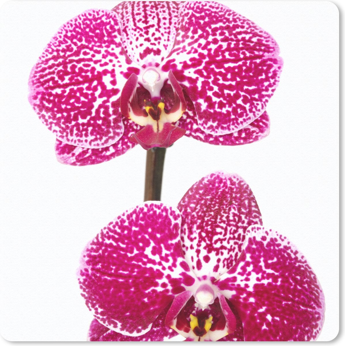 Muismat 30x30 cm - Mousepad Orchidee roze - Muismatten