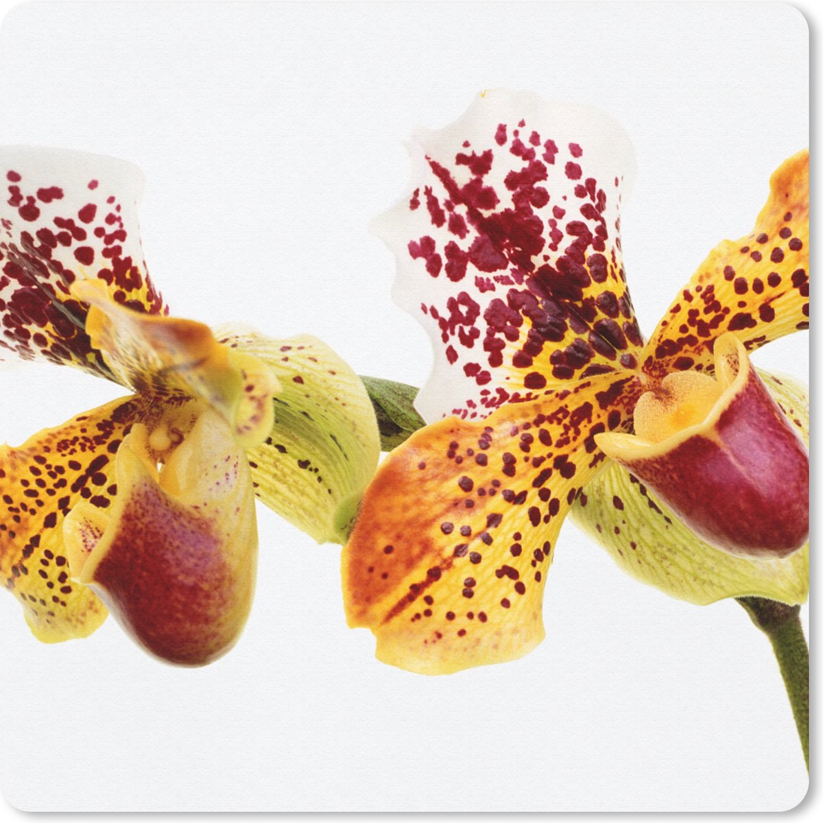 Muismat 20x20 cm - Mousepad Oranje Orchidee - Muismatten