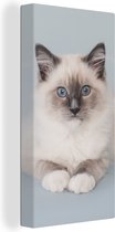 Schilderij kat - Wit - Ragdoll kat - Blauw - Close up - Kat schilderij - Canvas kat - Wanddecoratie - 40x80 cm