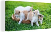 Schilderij kat - Kittens - Rieten mand - Tuin - Katten schilderij - Canvas kat - Wanddecoratie - 80x40 cm