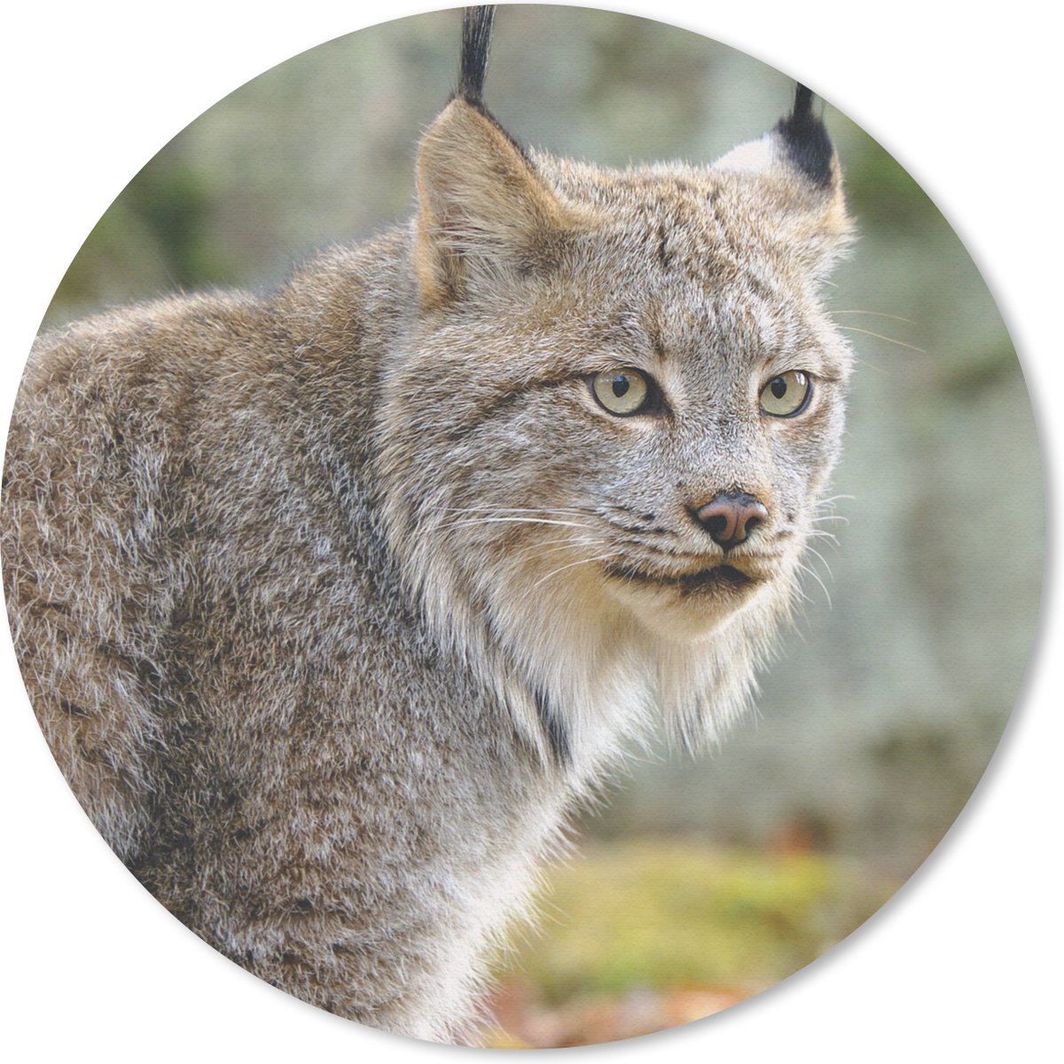 Muismat rond 50x50 cm - Mousepad Lynx - Bos - Grijs - Ronde muismatten