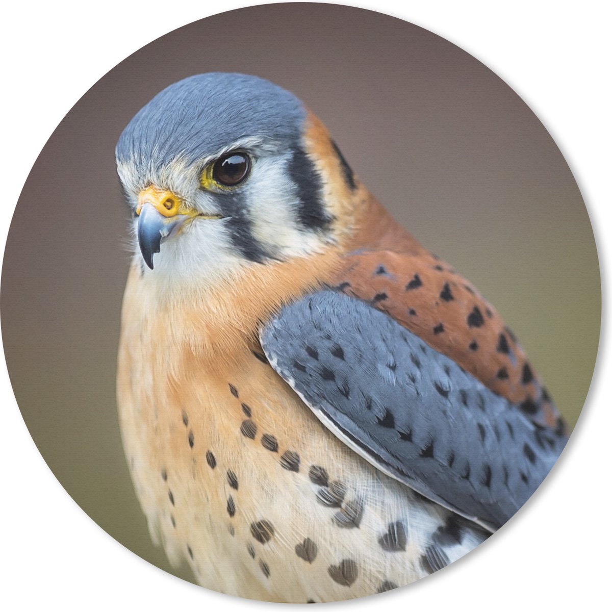 Muismat rond 30x30 cm - Mousepad Vogel - Macro - Blauw - Ronde muismatten