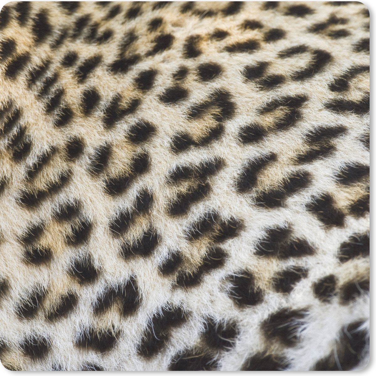 Muismat 20x20 cm - Mousepad Close-up vacht luipaard - Muismatten