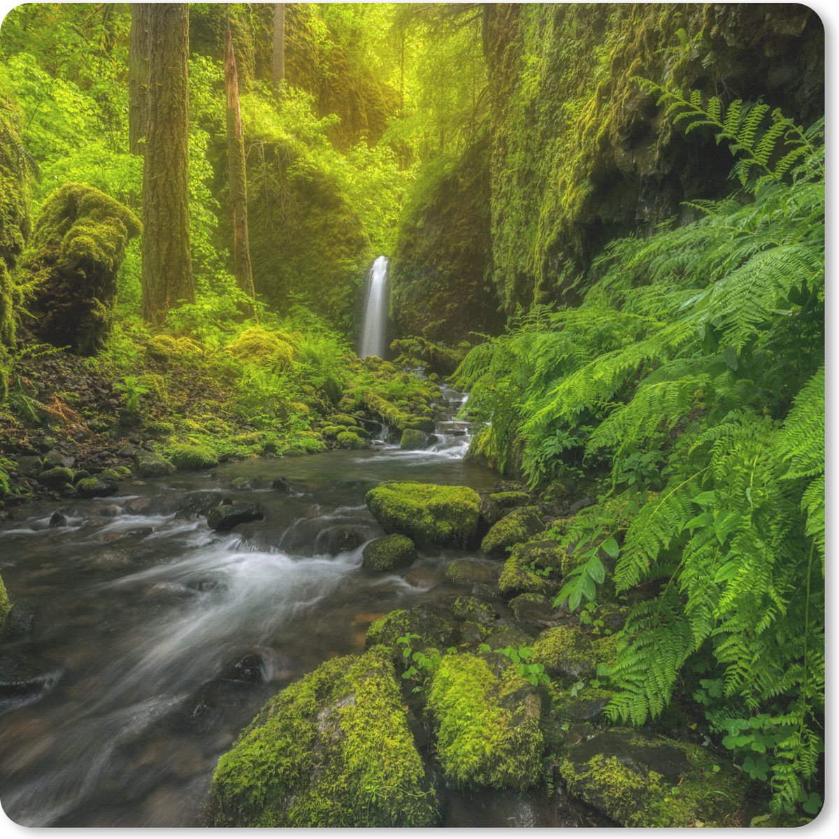 Muismat 20x20 cm - Mousepad Prachtig plaatje jungle - Muismatten