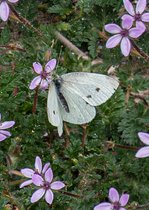 2 ansichtkaarten vlinder Klein koolwitje op Robertskruid (nr 801A)