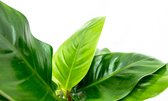 Philodendron Imperial Green Feel Green - 35cm