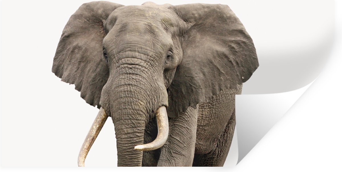 Sticker voor kids - Muursticker kind - Kinder decoratie - Olifant - Kinderen - Jongens - D