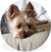 WallCircle - Wandcirkel ⌀ 30 - Yorkshire Terrier ligt op de bank te slapen - Ronde schilderijen woonkamer - Wandbord rond - Muurdecoratie cirkel - Kamer decoratie binnen - Wanddecoratie muurcirkel - Woonaccessoires