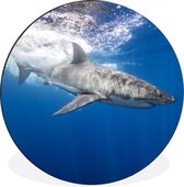 WallCircle - Cercle Mural - Cercle Mural - Requin - Mer - Water - Aluminium - Dibond - 140x140 cm - Intérieur et Extérieur