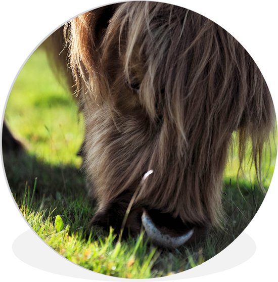 Wall Circle - Wall Circle Indoor - Scottish Highlander - Cornes - Soleil - ⌀ 60 cm - Décoration murale - Peintures Ronds