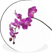 Orchidée sur fond blanc Cercle mural aluminium ⌀ 30 cm - impression photo sur cercle mural / cercle vivant / cercle de jardin (décoration murale)