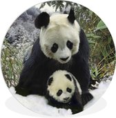 WallCircle - Wandcirkel ⌀ 90 - Panda - Welp - Sneeuw - Ronde schilderijen woonkamer - Wandbord rond - Muurdecoratie cirkel - Kamer decoratie binnen - Wanddecoratie muurcirkel - Woonaccessoires
