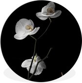 WallCircle - Wandcirkel 30x30 - Orchidee - Bloemen - Zwart - Wit - Stilleven - Ronde schilderijen woonkamer - Wandbord rond - Muurdecoratie cirkel - Kamer decoratie binnen - Wanddecoratie muurcirkel - Woonaccessoires