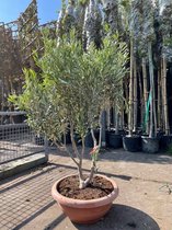 Olijfboom meerstammig - Olea Europaea - Hoogte in pot ca. 1,40 – 1,70m - Hoogte in grond ca. 1,15 – 1,50m