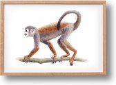 Poster aapje - A4 - mooi dik papier - Snel verzonden! - tropisch - jungle - dieren in aquarel - geschilderd door Mies