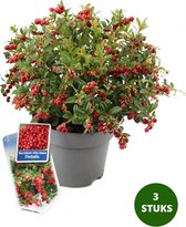 Rode bosbes - Vaccinium vitis-idaea 'Fireballs' in pot Ø17cm - ↕30cm  - 3 stuks