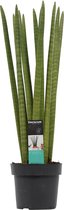 Hellogreen Kamerplant - Vrouwentong - Sansevieria Cylindrica Straight - 70 cm