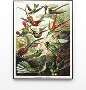 Akoestisch Wandpaneel met print Kolibries 80x60 – Geluidsabsorberende Plaat Haeckel