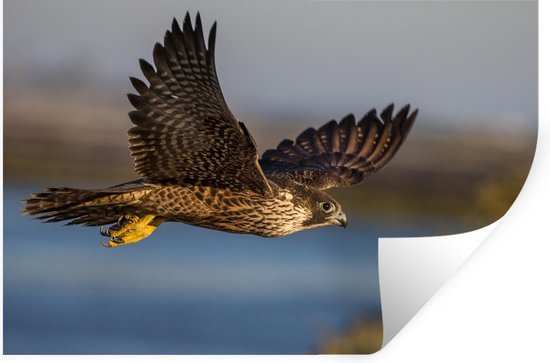 Stickers muraux - Film autocollant - Faucon pèlerin - Vol - Oiseaux de proie - 120x80 cm - Film adhésif - Stickers muraux chambre enfant - Papier peint autocollant - Papier peint autocollant - Film autocollant
