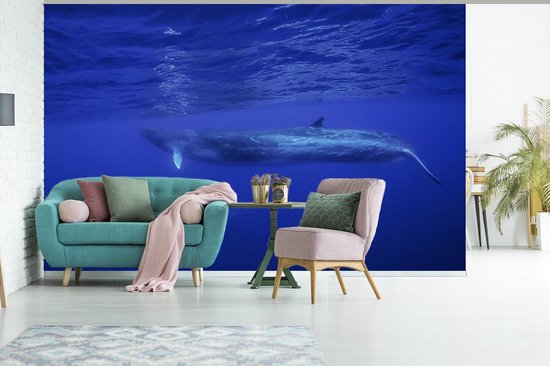 Papier peint photo vinyle - Baleine bleue sous la surface de l'eau largeur 345 cm x hauteur 220 cm - Tirage photo sur papier peint (disponible en 7 tailles)