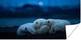 Affiche Ours Polaires - Animaux - Sommeil - 80x40 cm