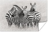 Affiche Groupe de zèbres - 180x120 cm XXL